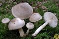 Hygrophorus agathosmus
